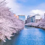 この季節はお散歩でお花見も可能になります!