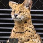 【体験入店2日目 ほたる】